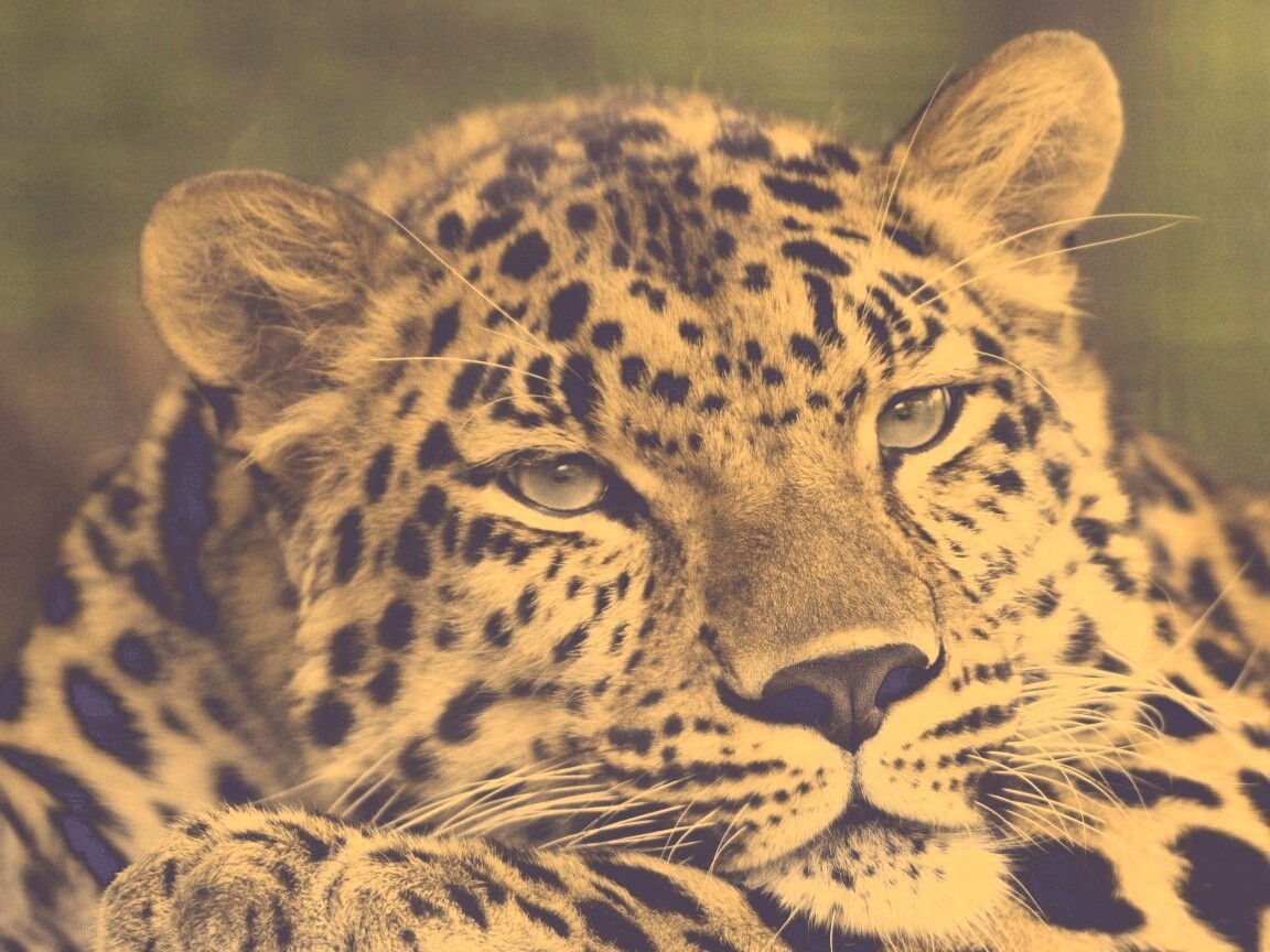 Злопасный ягуляр обои