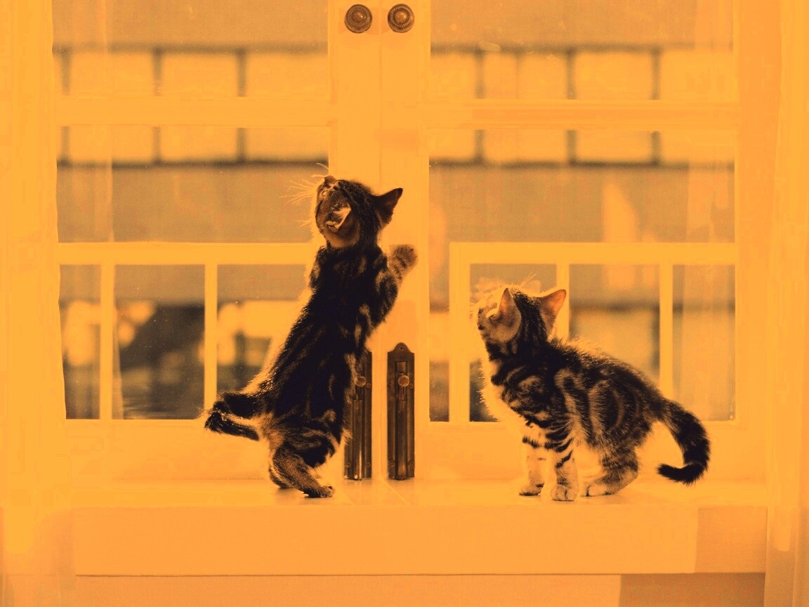 Котята у окна обои