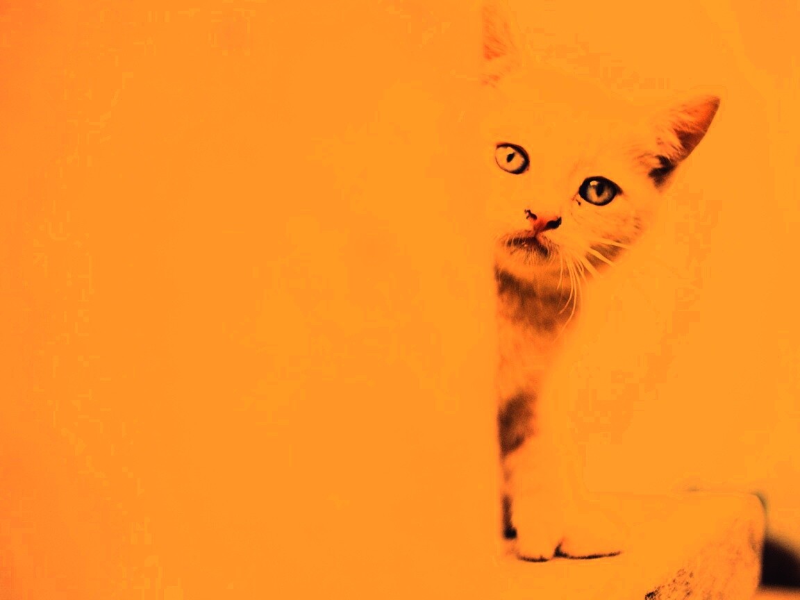 Котик из-за угла обои