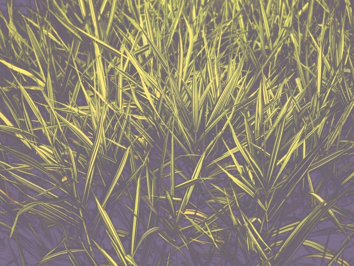 Дикая трава обои