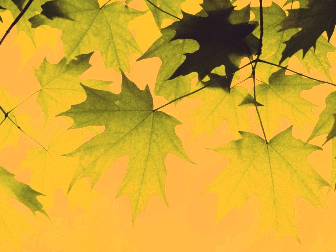 Кленовые листья обои