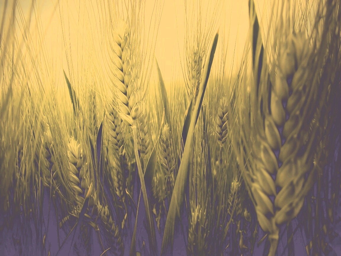 Подрастающая рожь обои