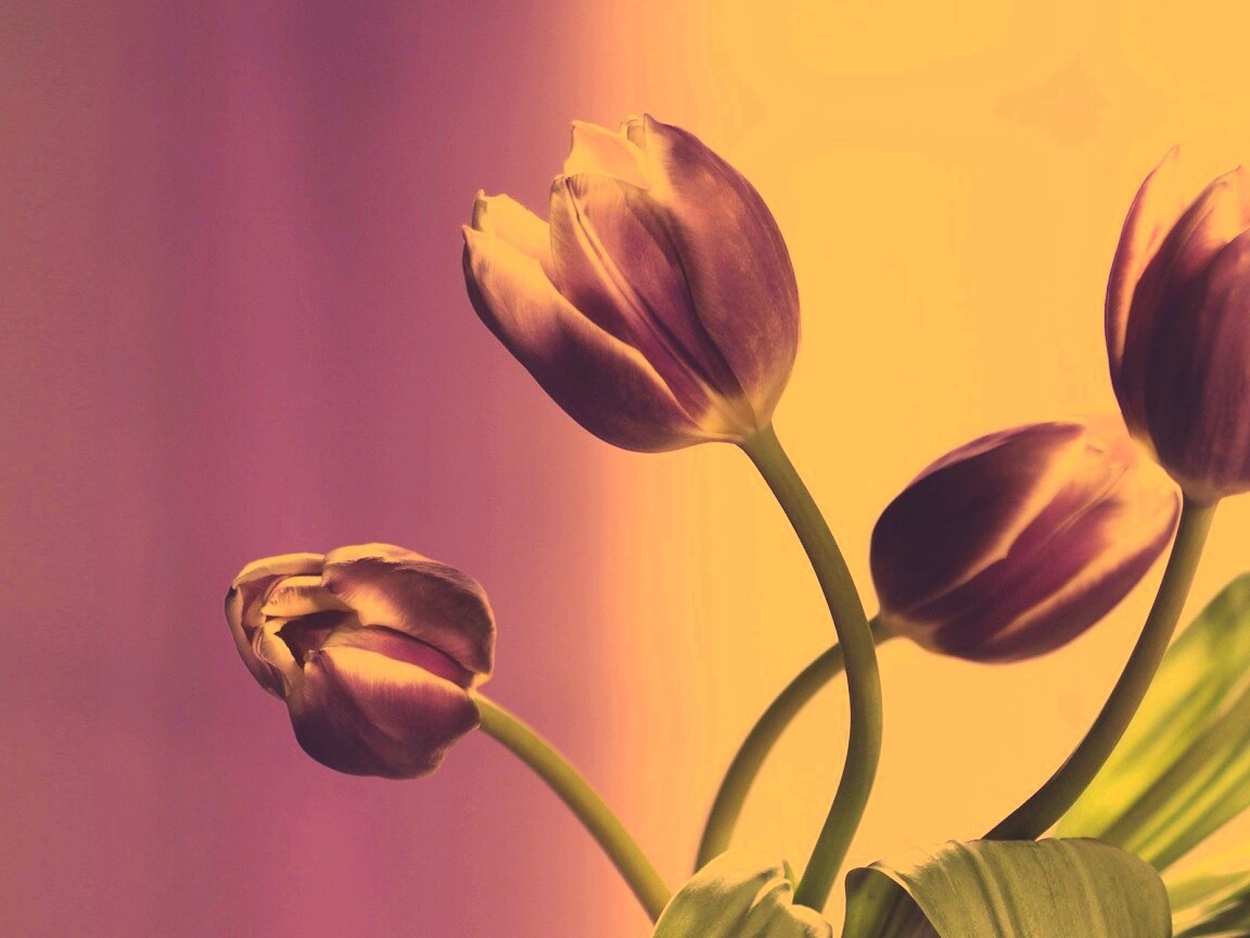 Сиреневые цветы обои