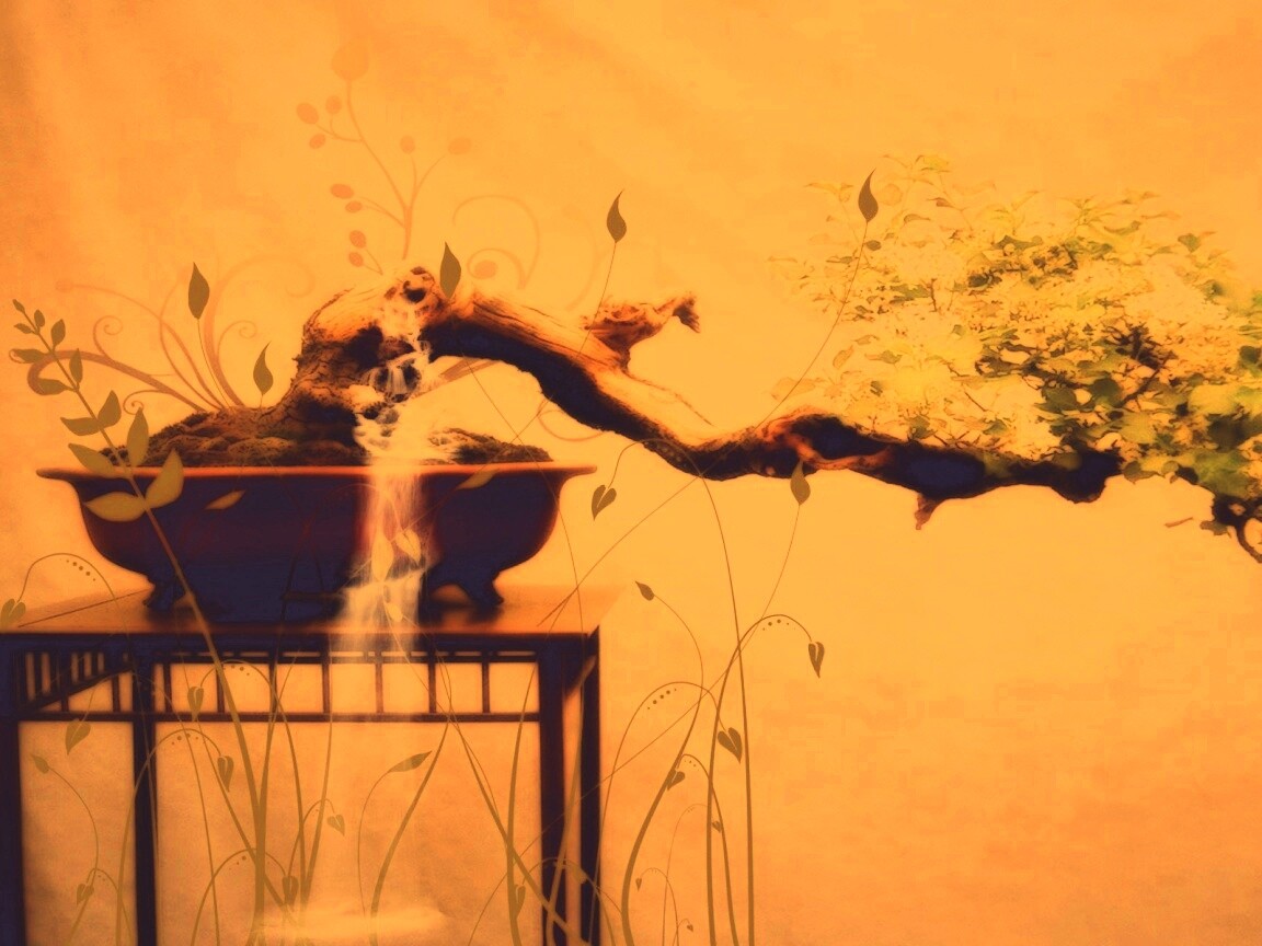 Карликовое дерево обои