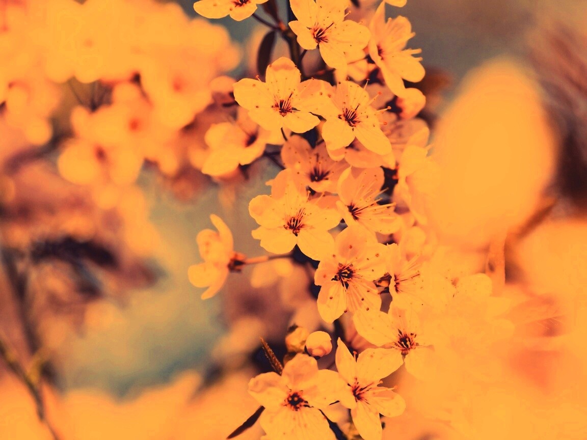 Цветение вишни обои