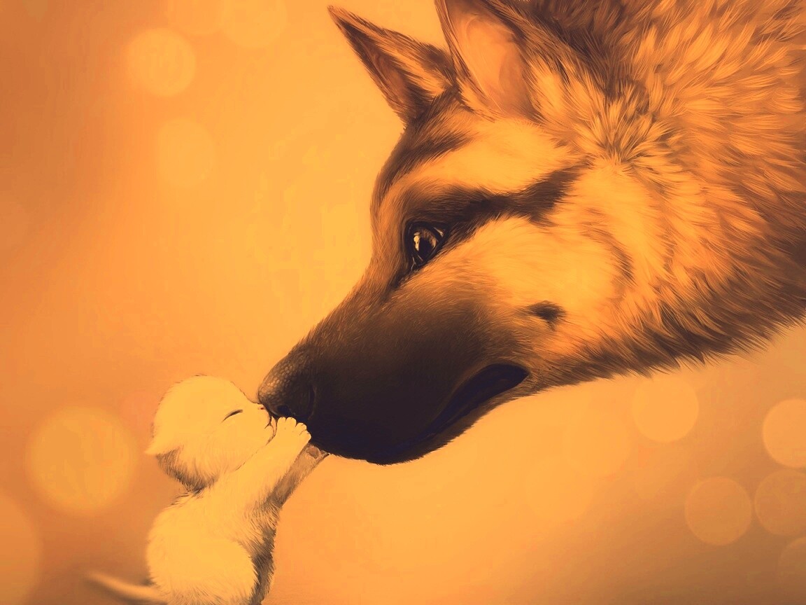 Овчарка и котенок обои