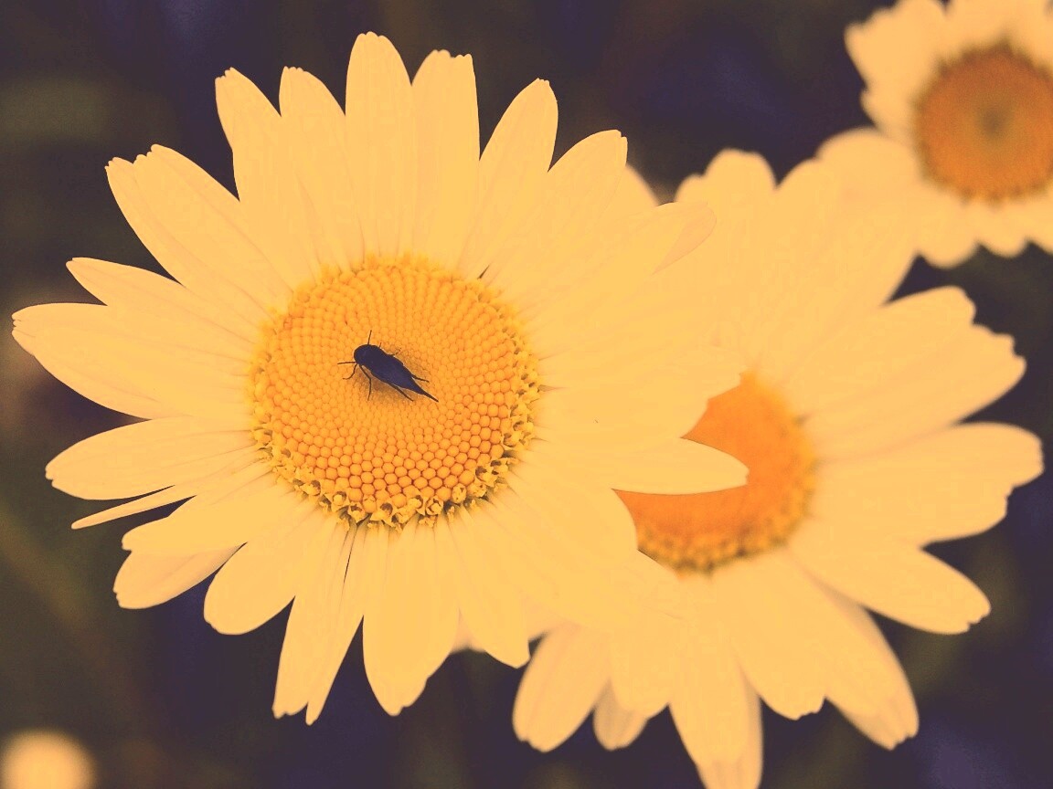 Ромашки обои