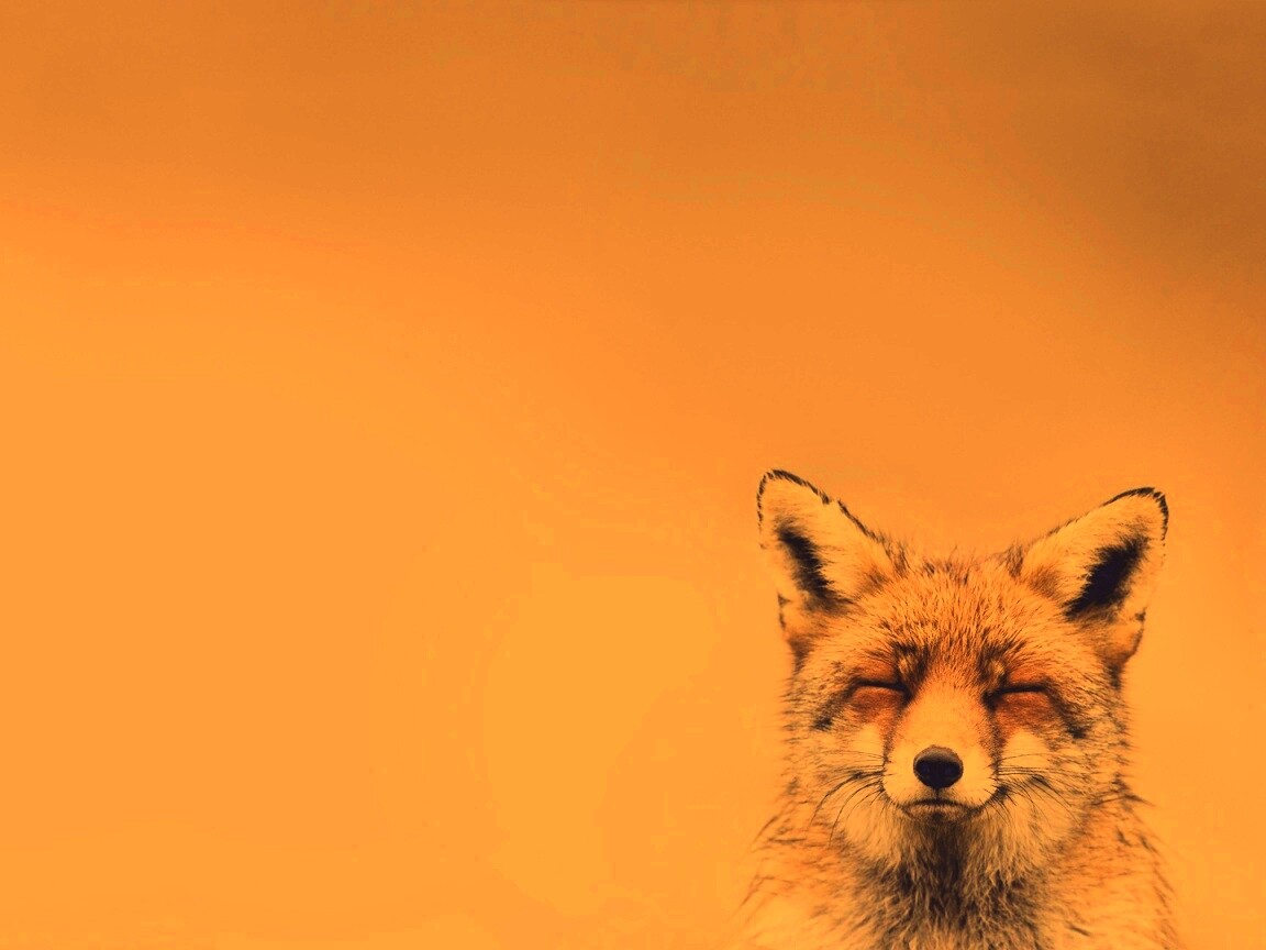 ^_^ Fox обои