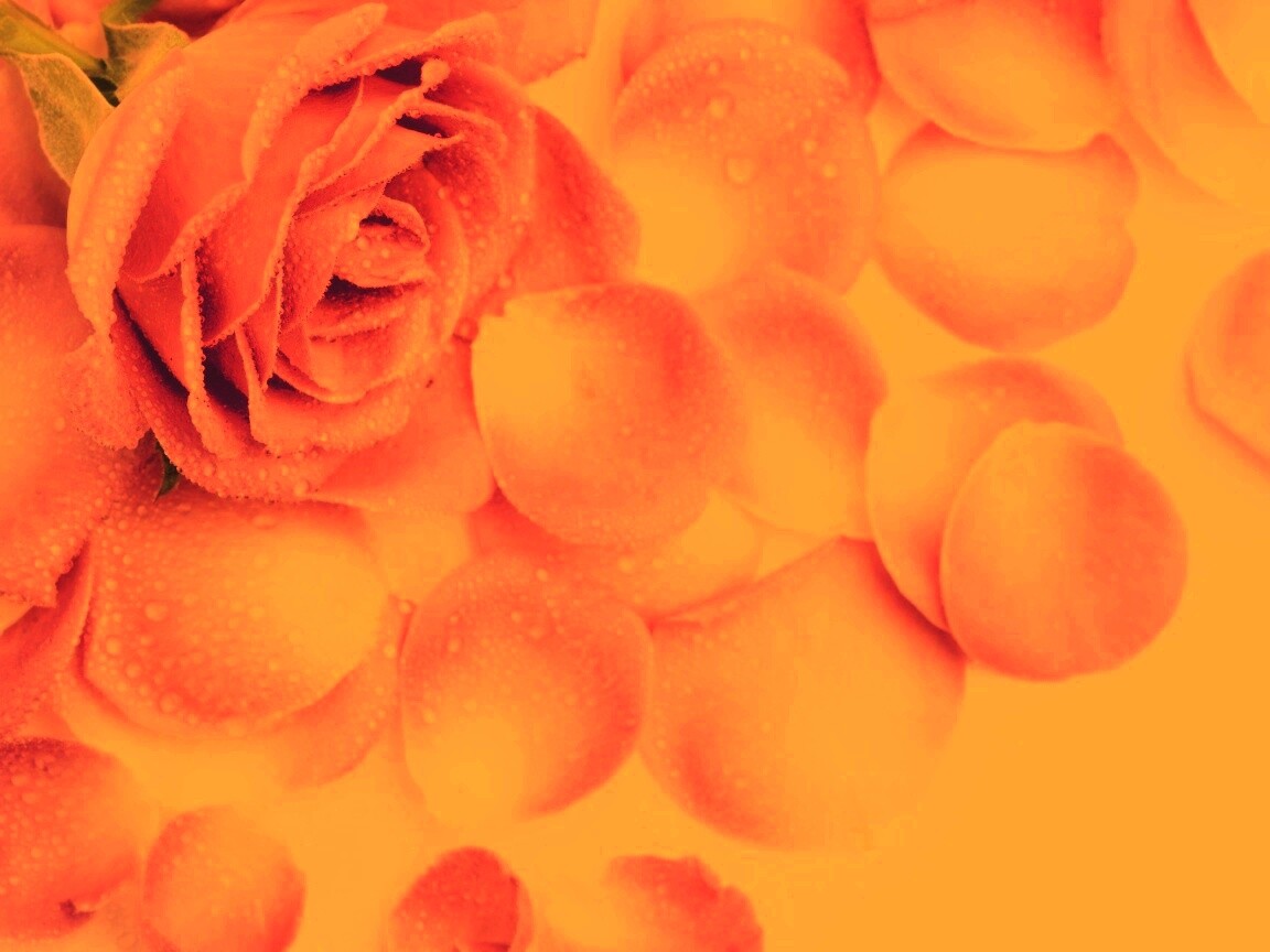 Розовые лепестки  обои