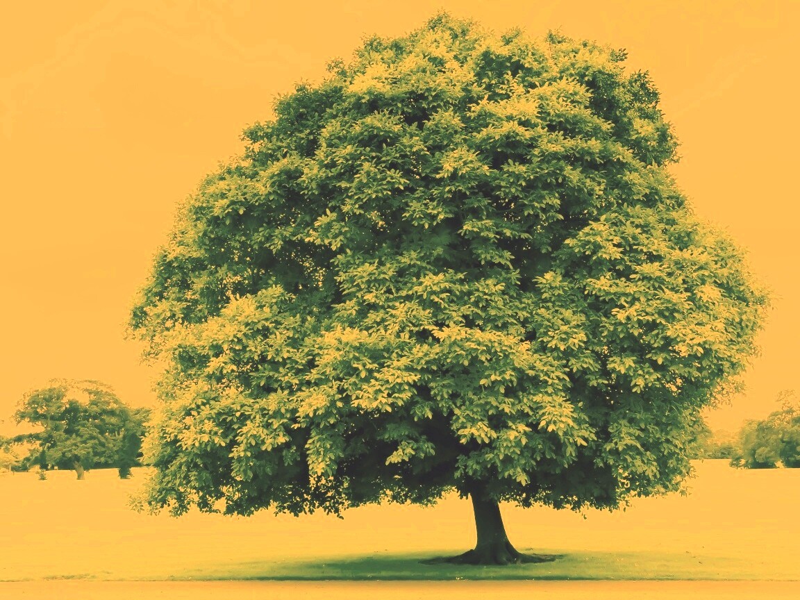 Зеленое ирландское дерево обои