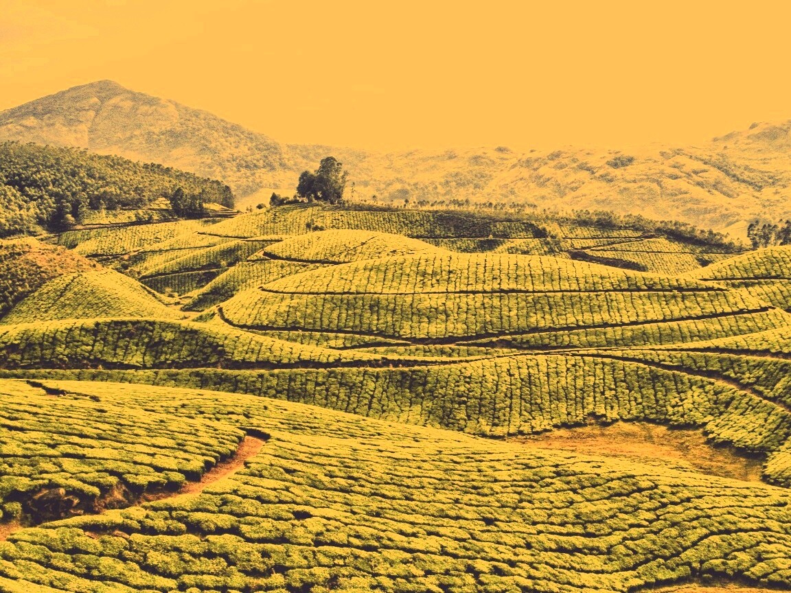 Плантации в Индии обои