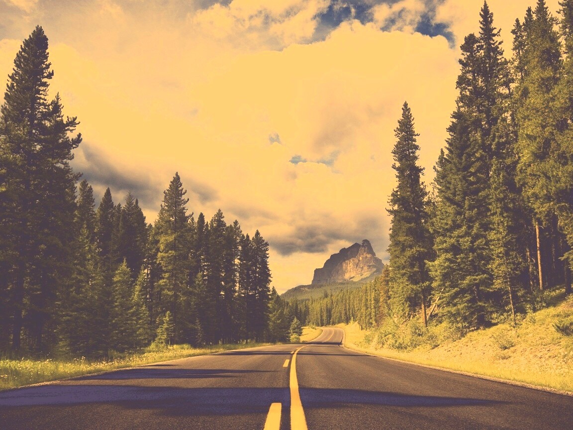 Красивая лесная дорога обои