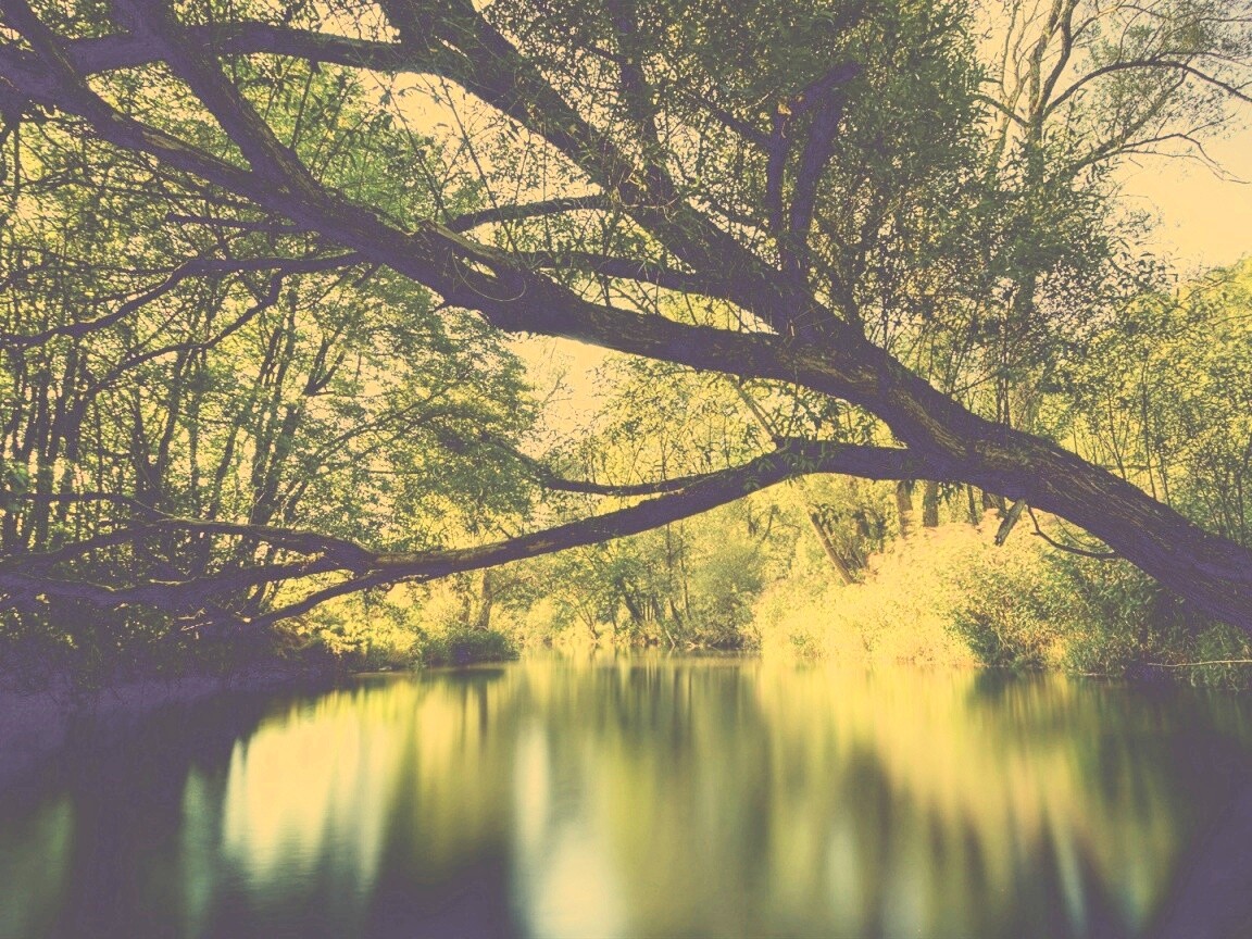 Спокойная лесная река обои