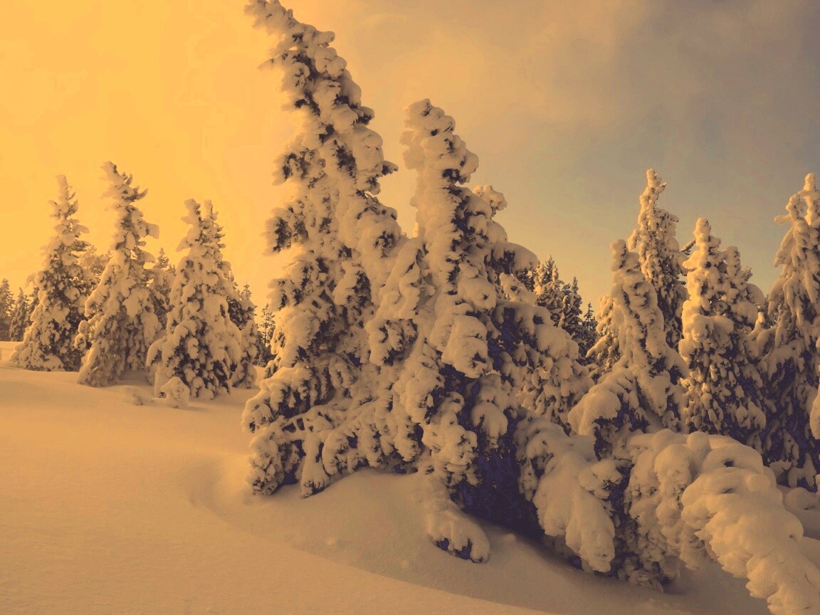 Ели в снегу обои