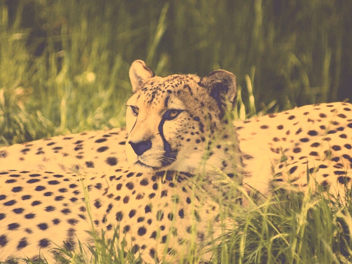 Два изящных гепард в природе обои