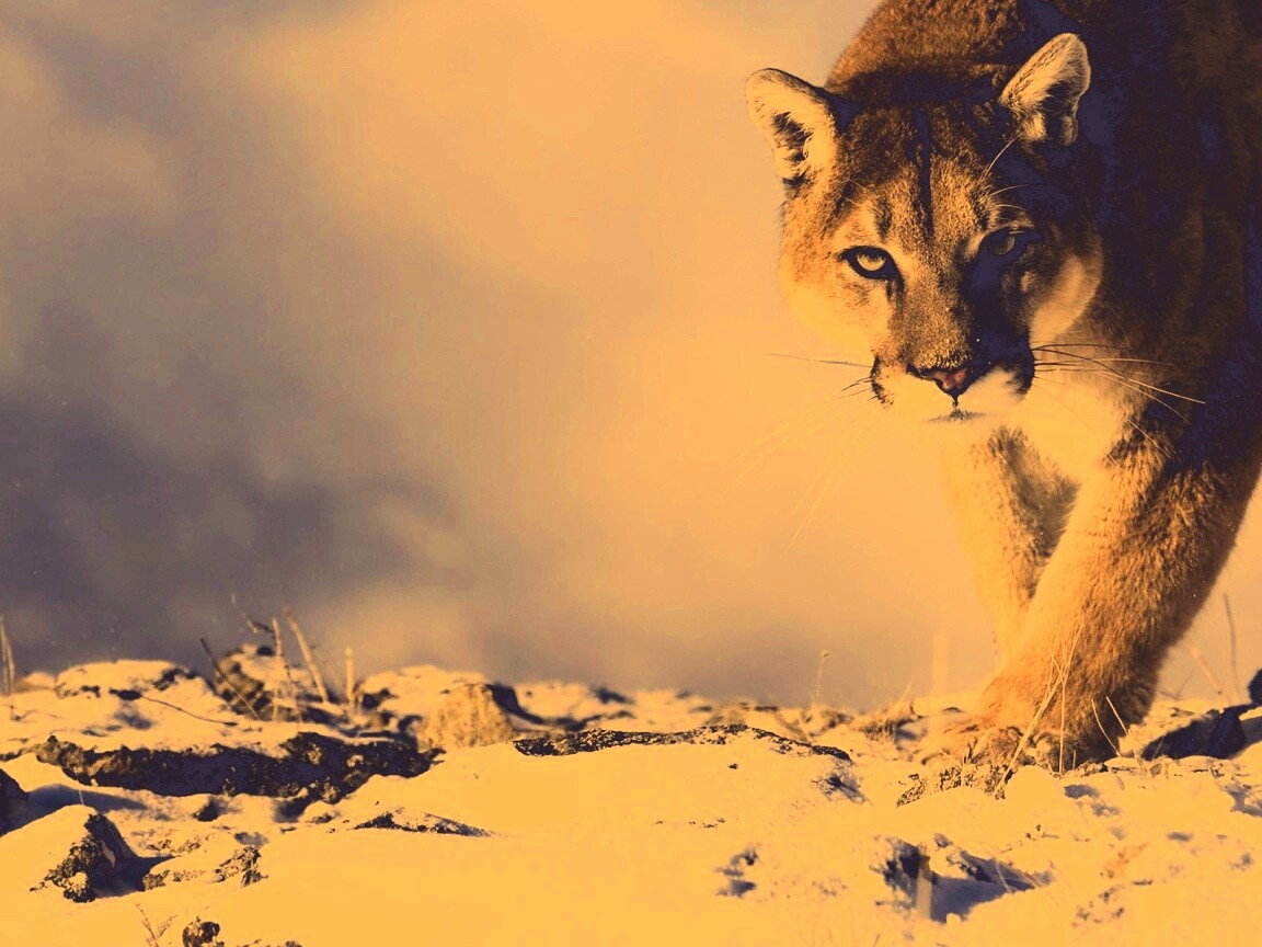 Пума с грозным взглядом обои