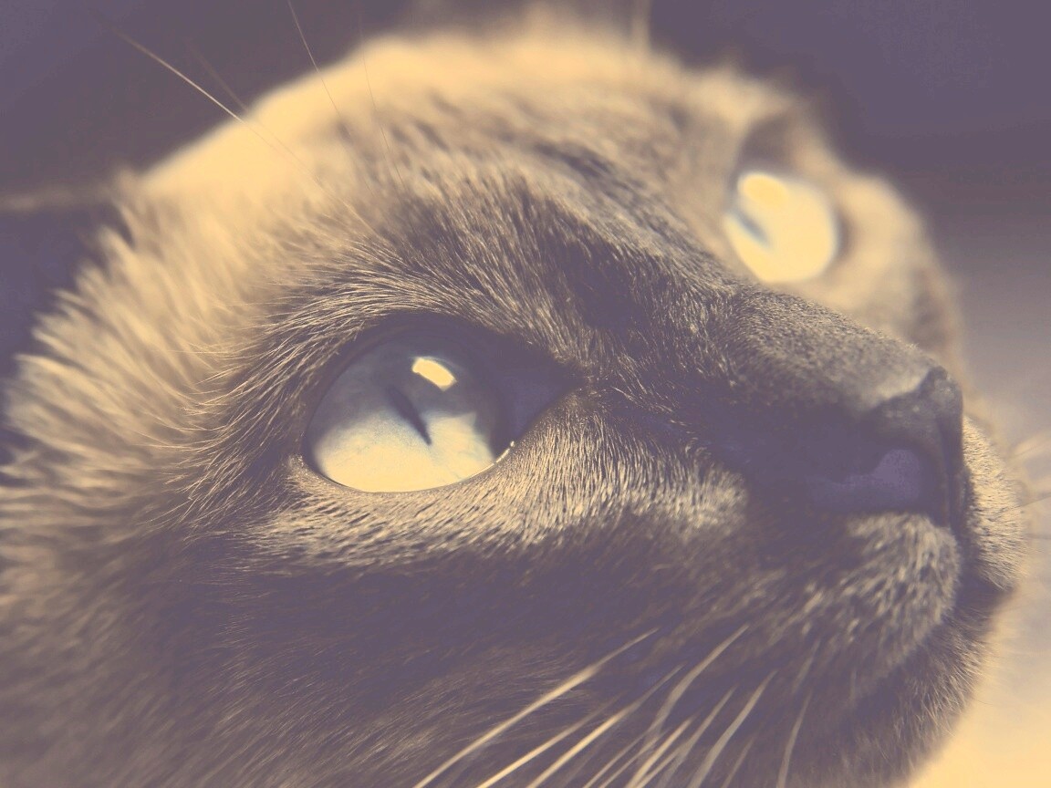 Кот с голубыми глазами обои