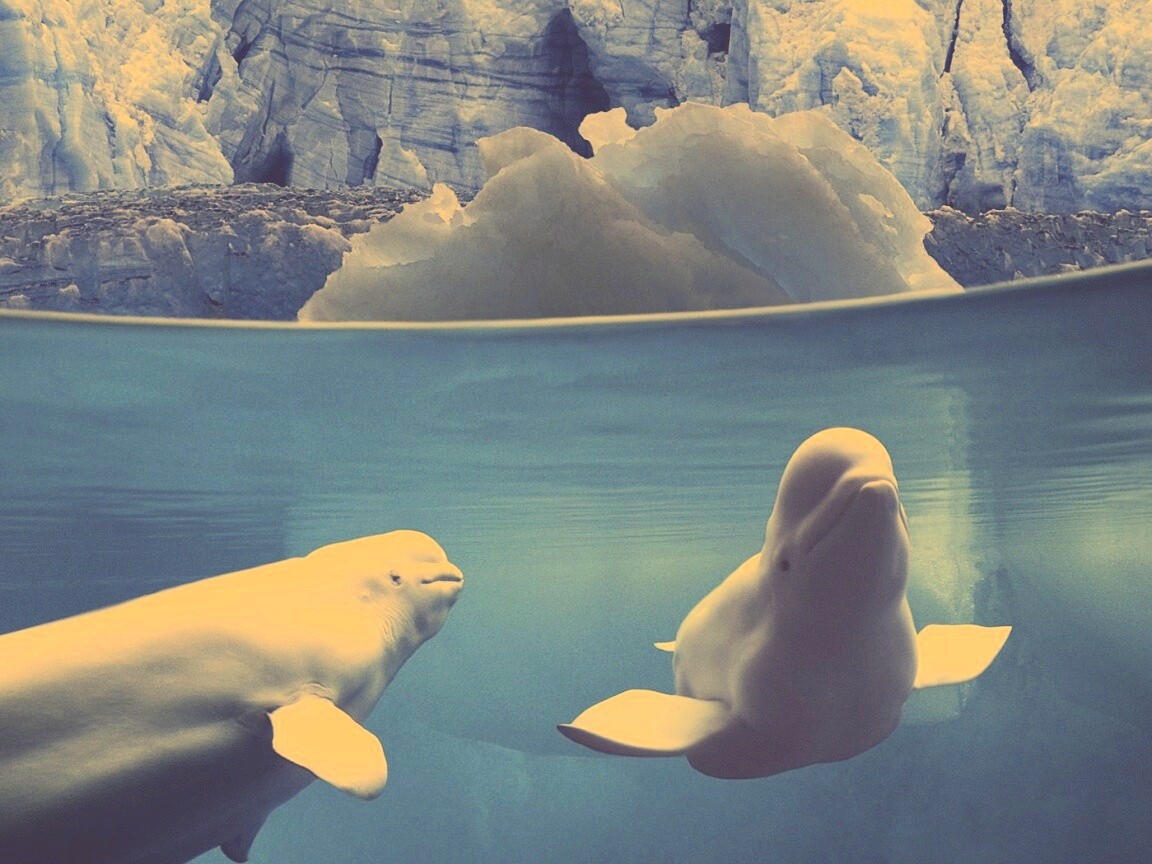 Белухи обои