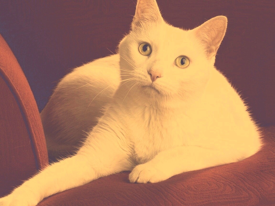 Белой кот на красном диване обои