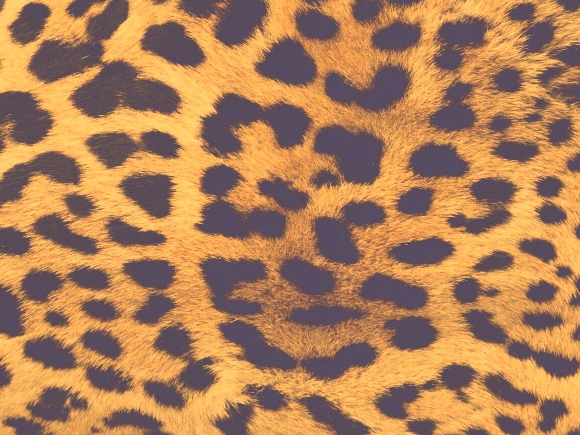 Шкура гепарда обои