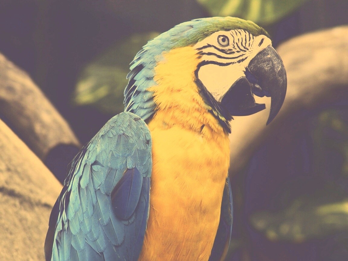 Разноцветынй попугай обои