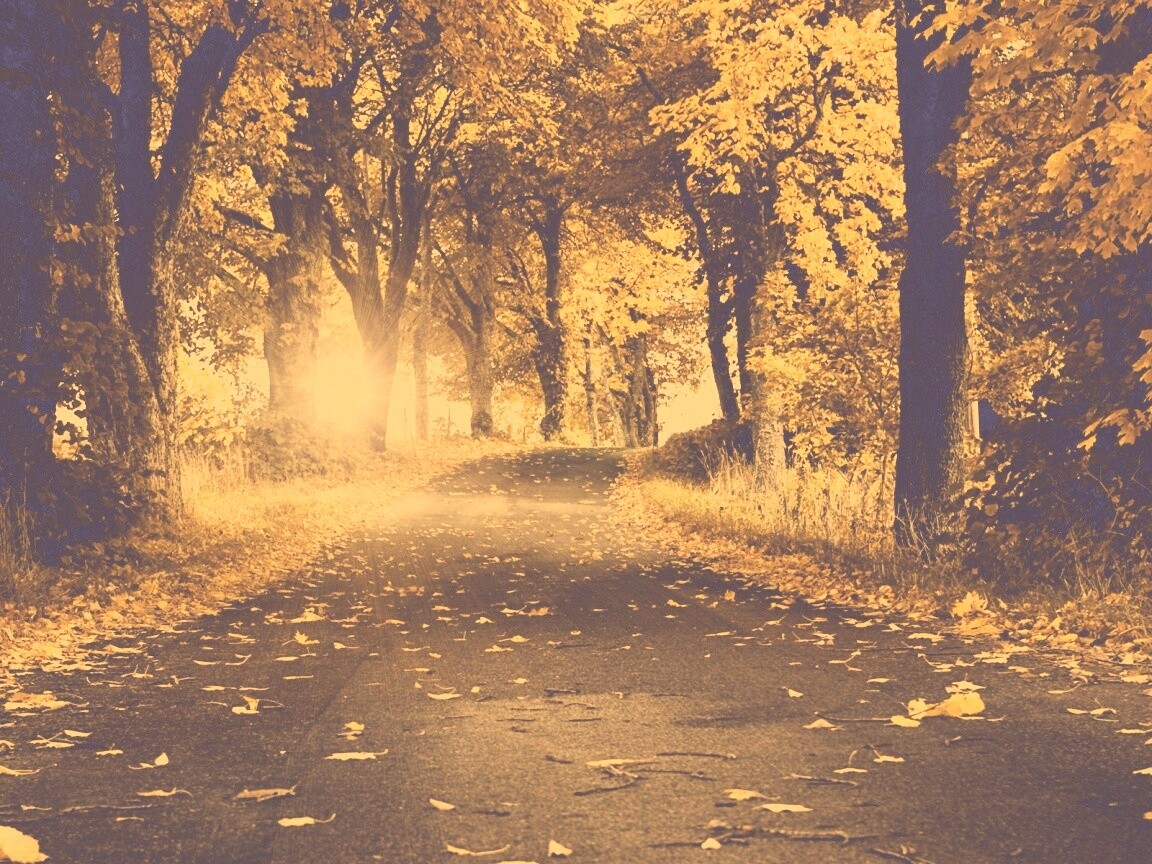 Дорога в осеннем парке обои