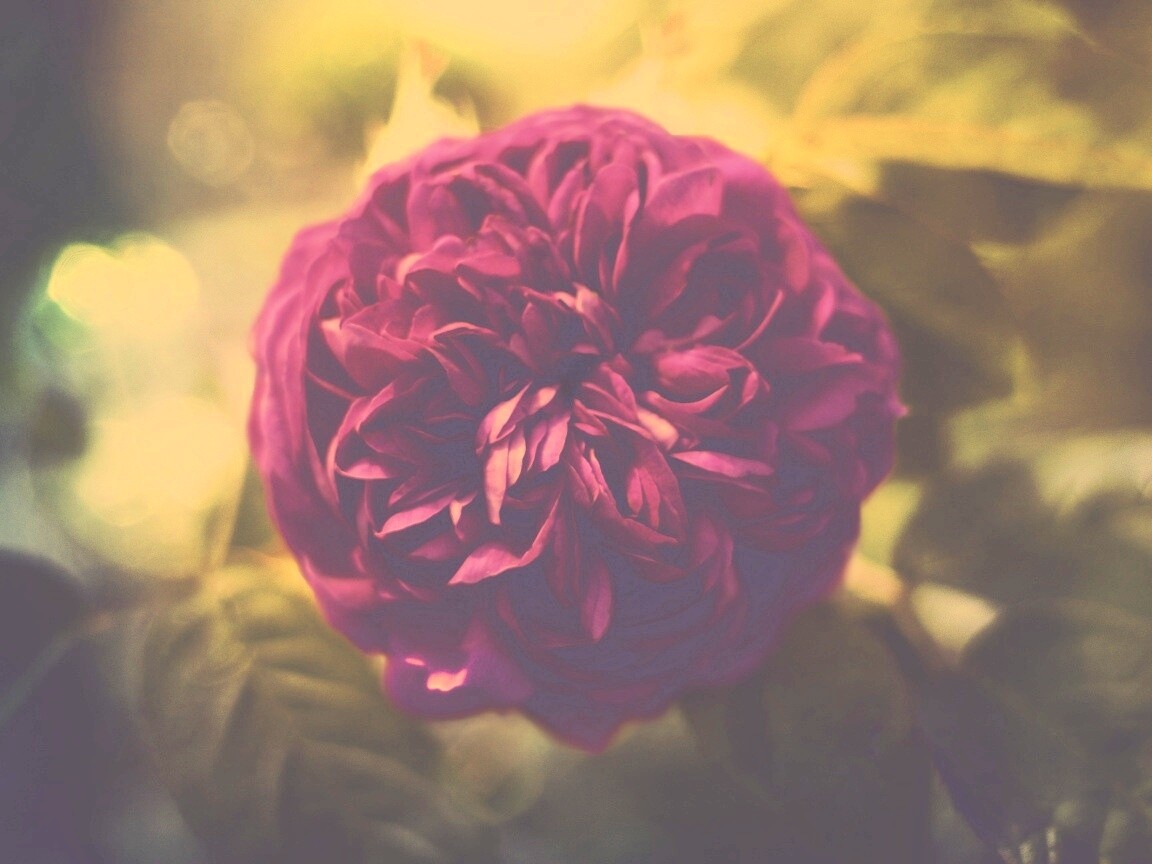 Клевер крупным планом обои