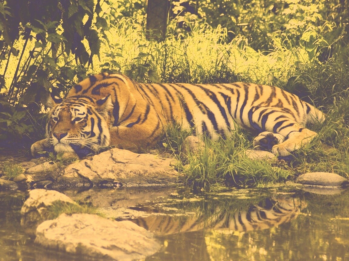 Тигр отдыхает обои