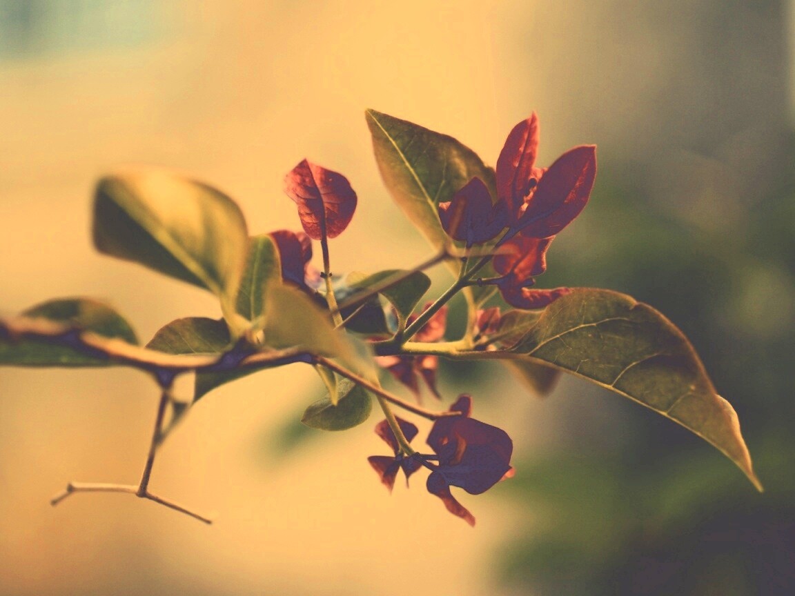 Разноцветные листья обои