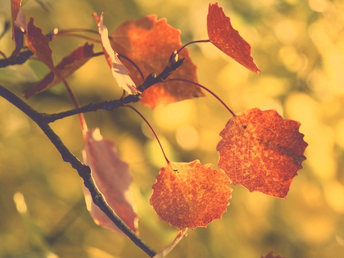 Красные листья обои