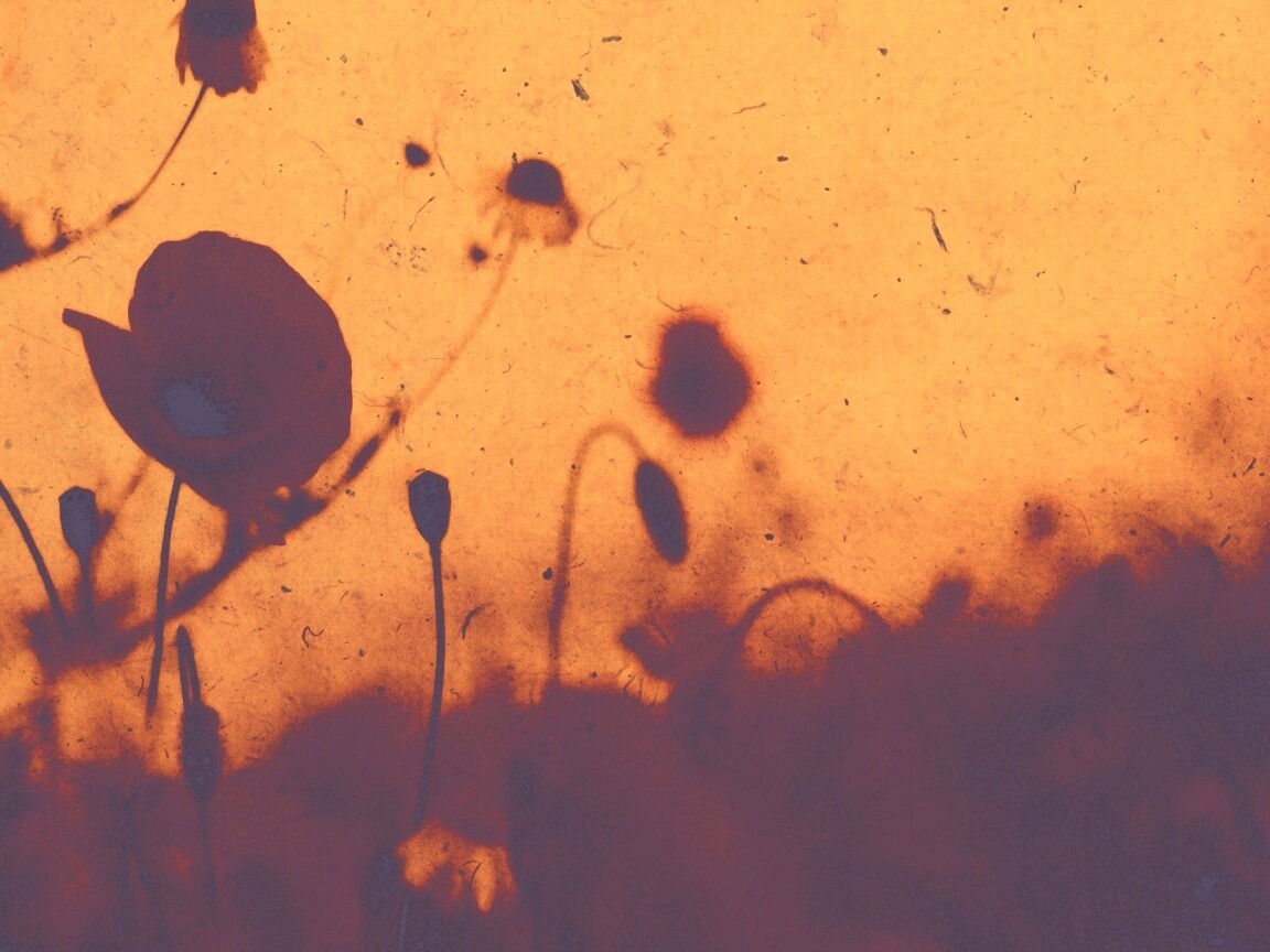 Кровавые цветы в стиле ретро обои