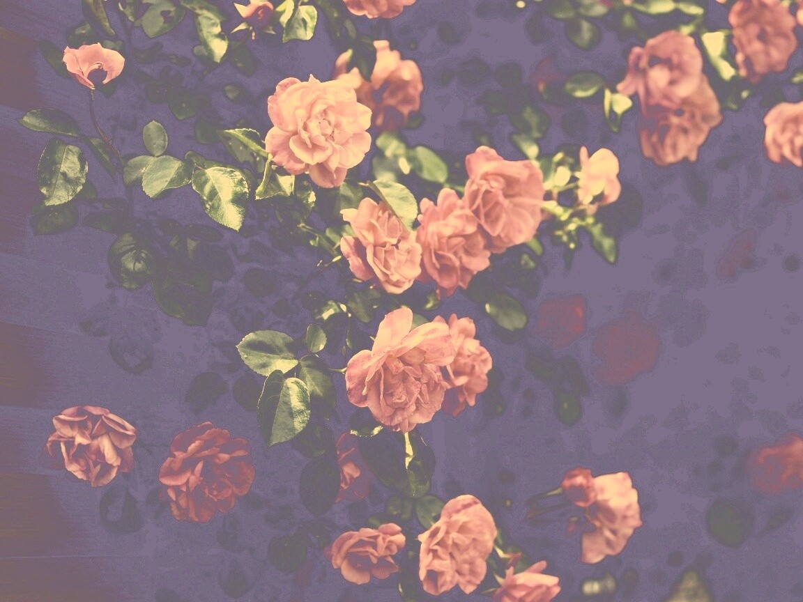 Розовый куст обои