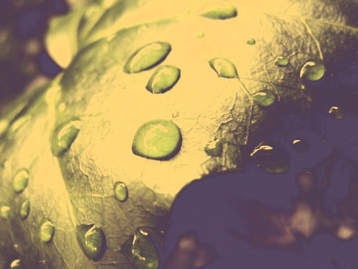 Капли росы на листе обои