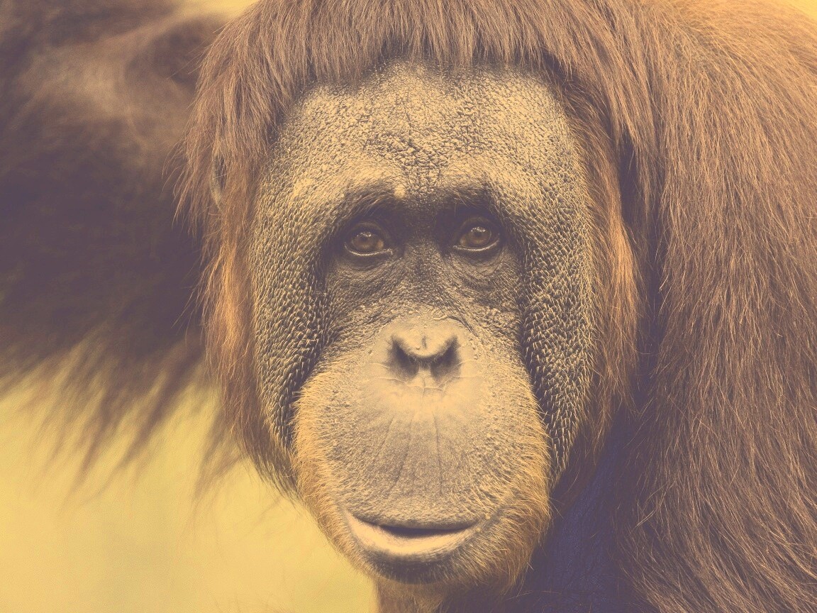 Орангутан обои