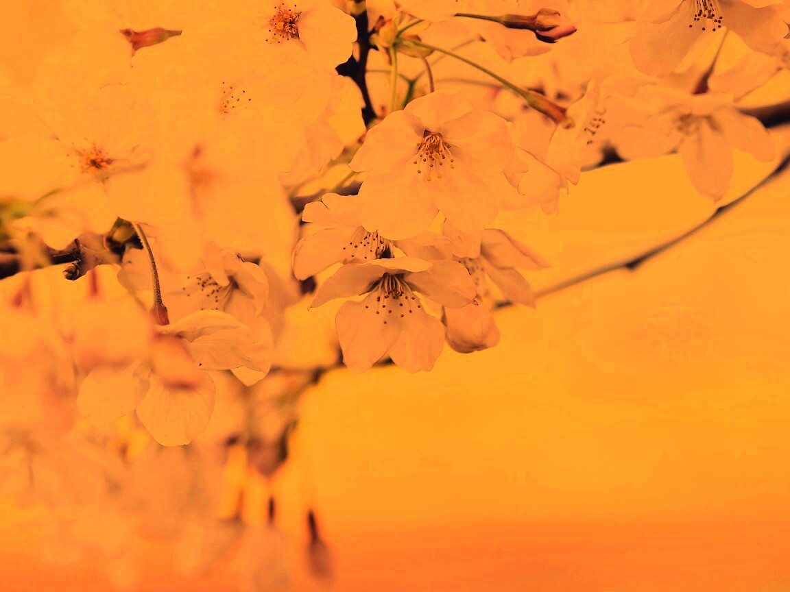 Цветение вишни обои