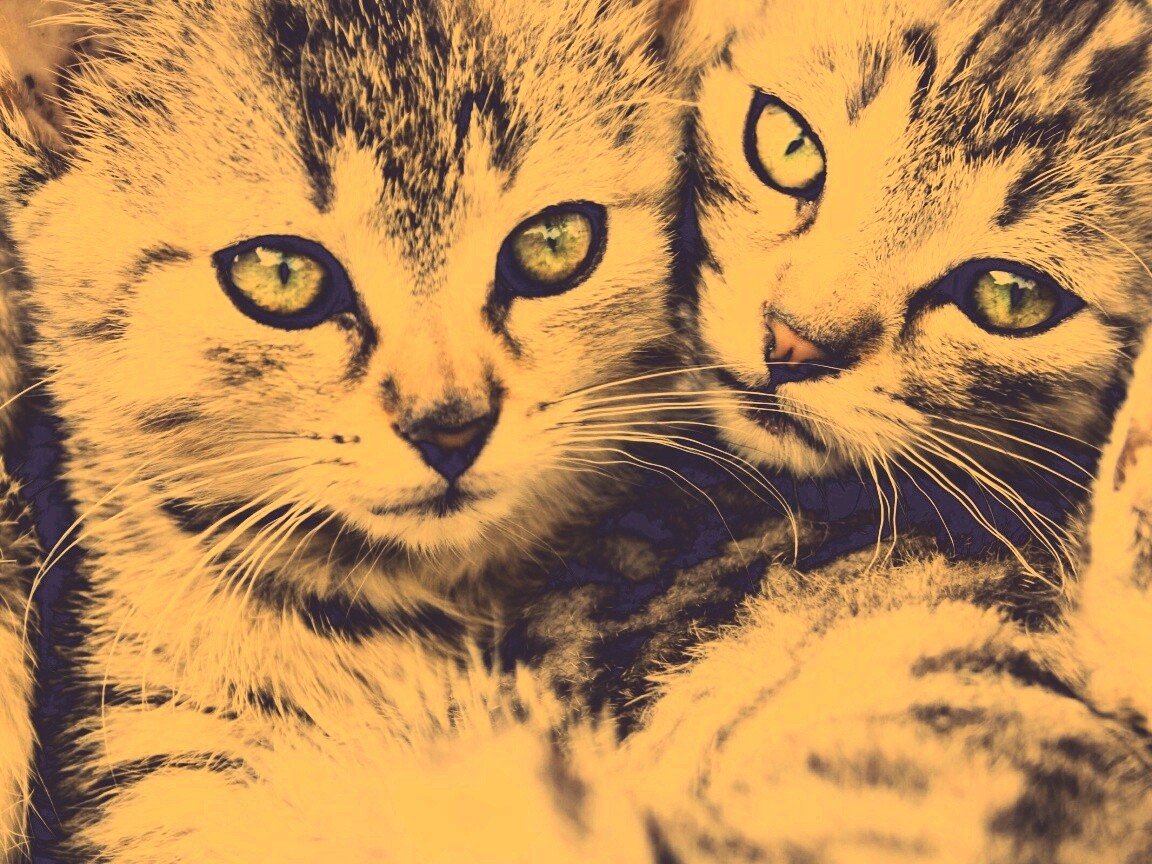 Котята в обнимку обои