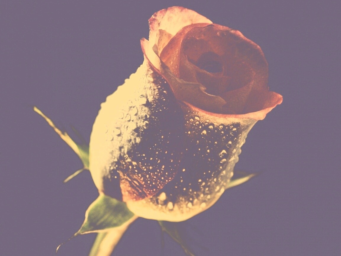 Тёмный бутон обои