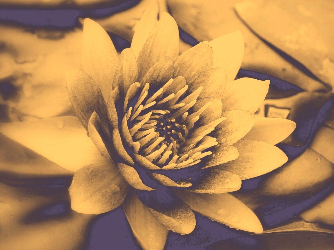 Кувшинка обои