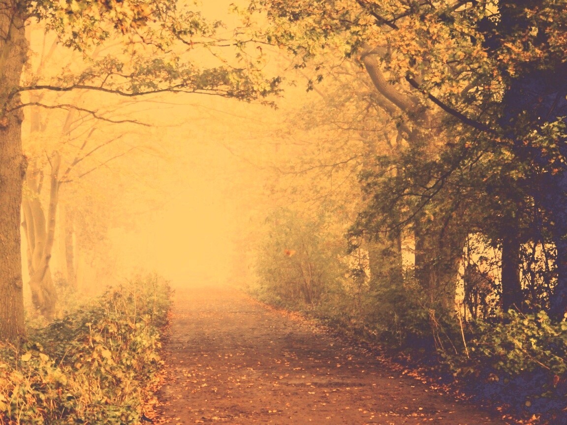 Парковая дорожка обои