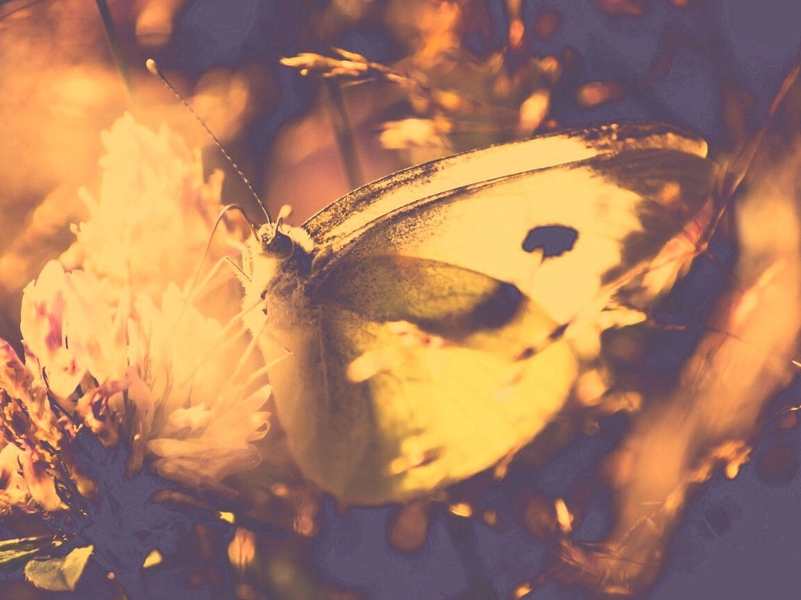 Бабочка на цветке обои