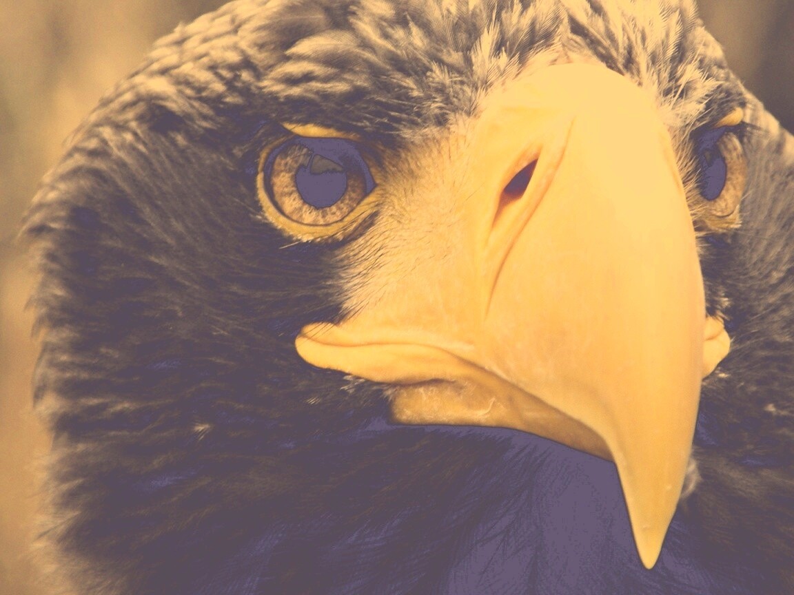 Орёл - птица гордая обои