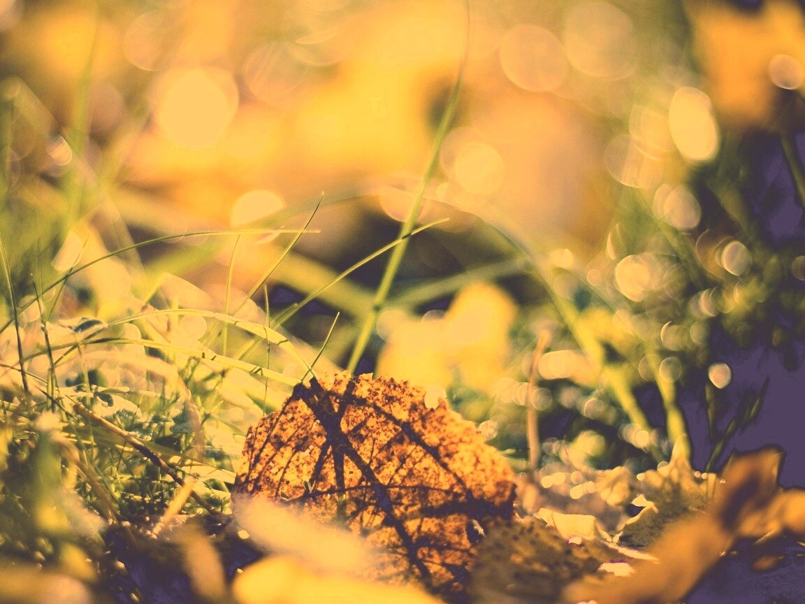 Опавший лист в траве обои