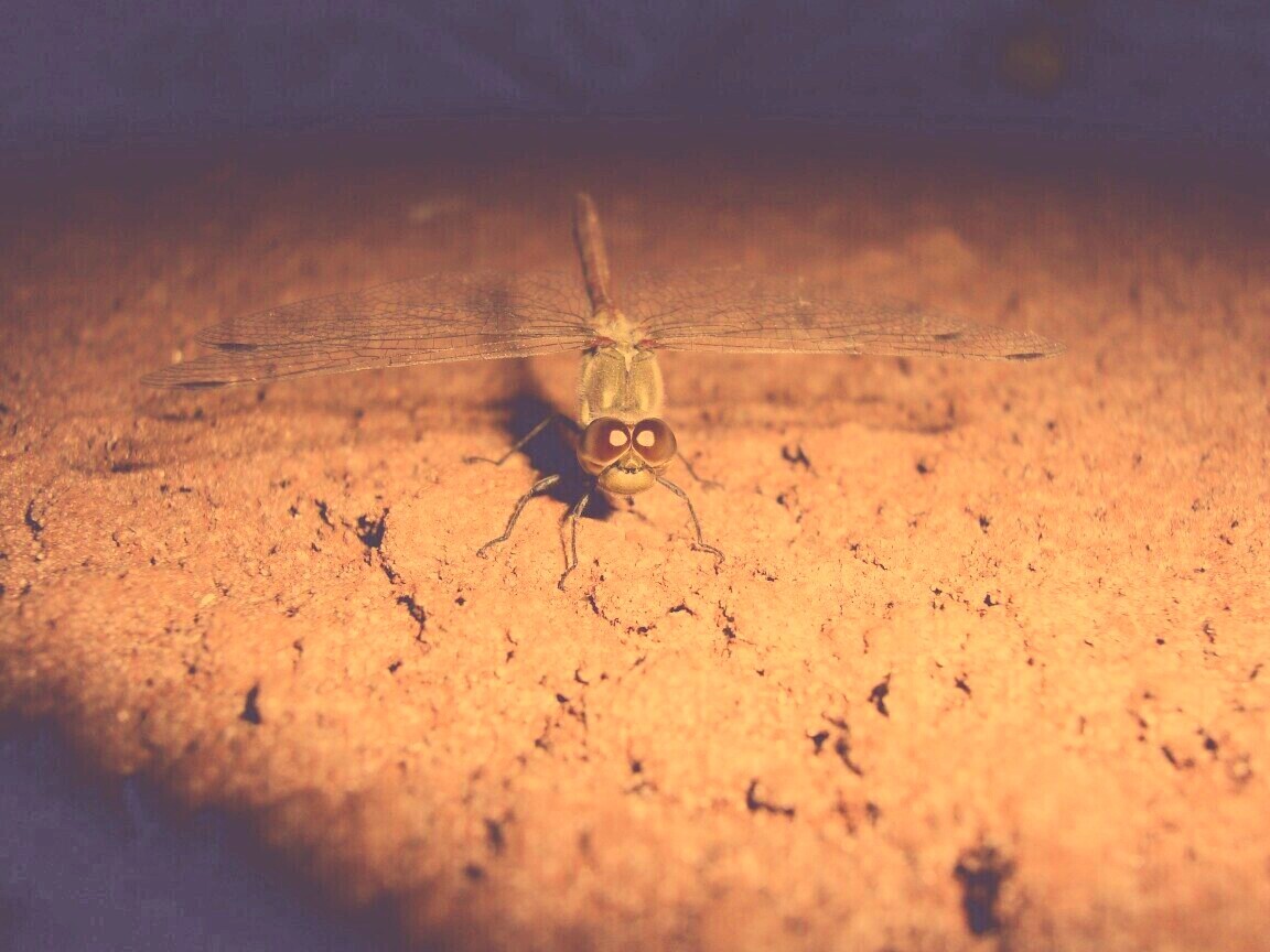 Стрекоза обои