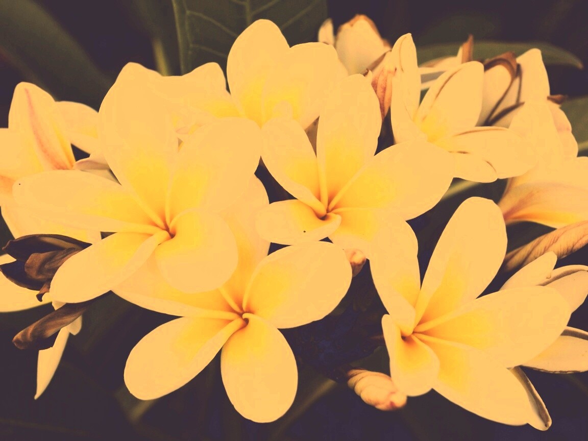 Прекрасные цветы обои