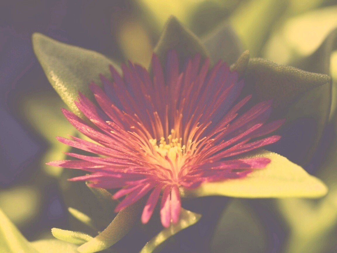 Чудесный цветок обои