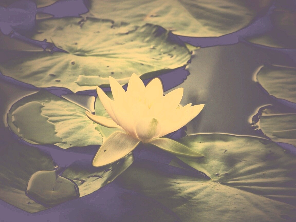 Кувшинка обои