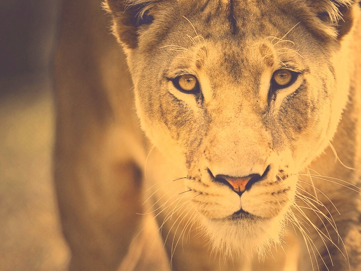 Портрет хищника обои