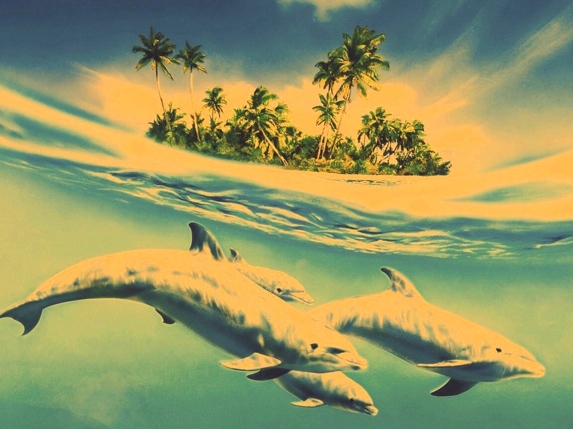 Остров дельфинов обои