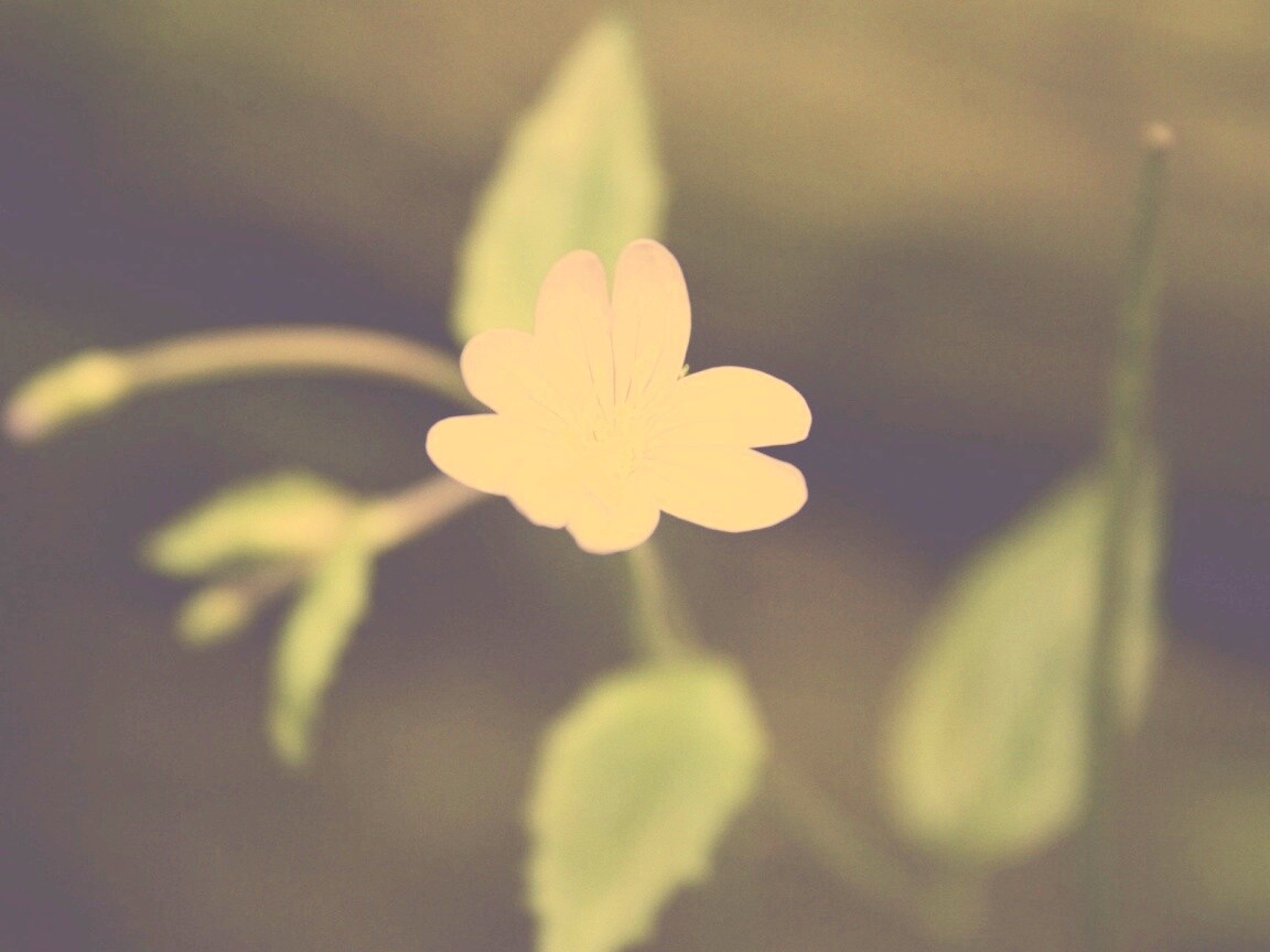 Маленький цветок в макро обои