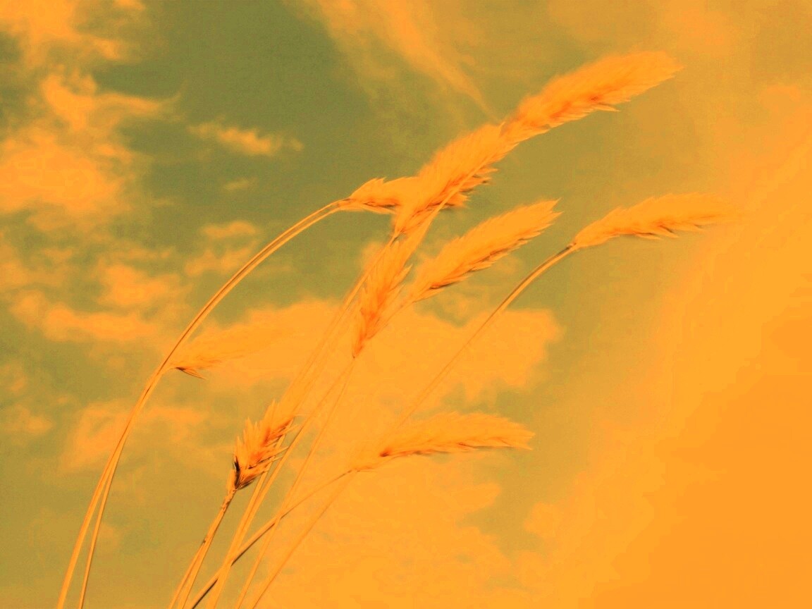 Колосья обои